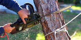 Best Fruit Tree Pruning  in Weston Lakes, TX