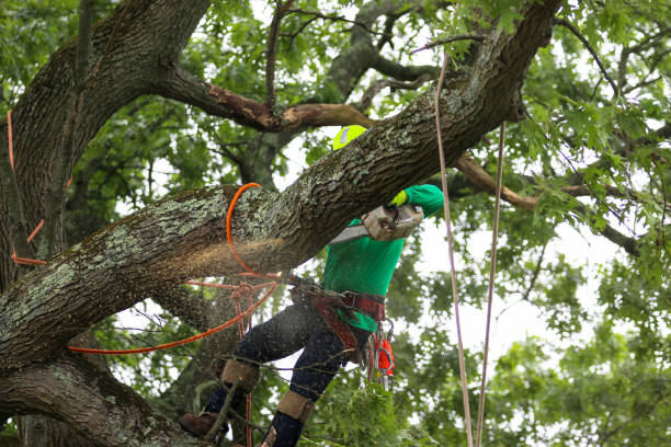  Weston Lakes, TX Tree Care Pros