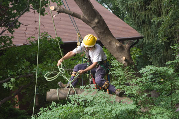 Best Seasonal Cleanup (Spring/Fall)  in Weston Lakes, TX